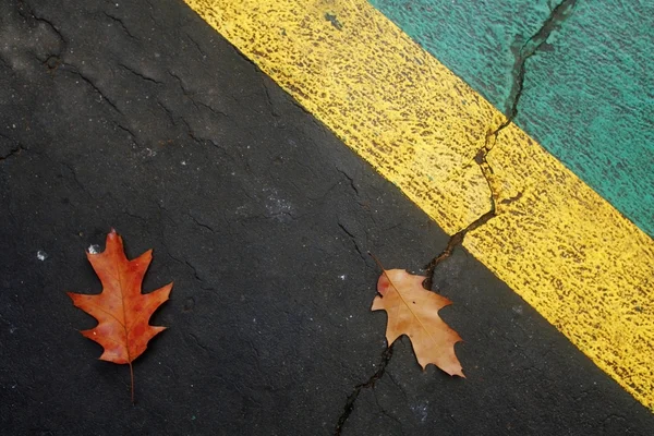 Fallen leaves — Stock Photo, Image