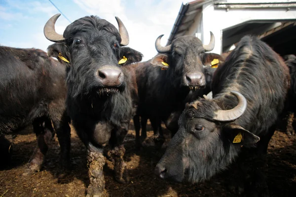 Búfalos — Foto de Stock