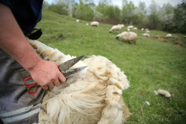 Cutting off sheep fleece — Stock Photo, Image