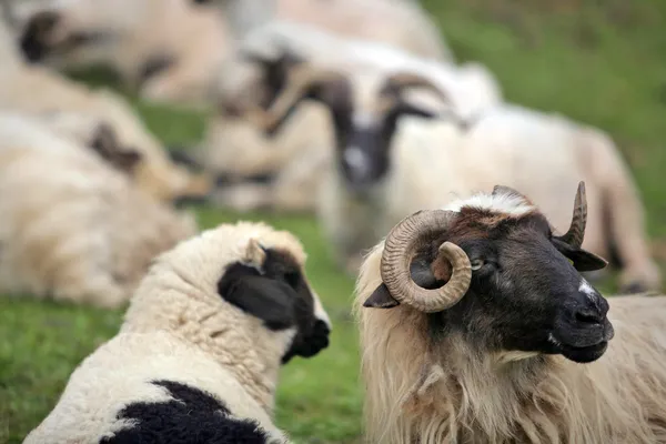 Ovce odpočívá — Stock fotografie