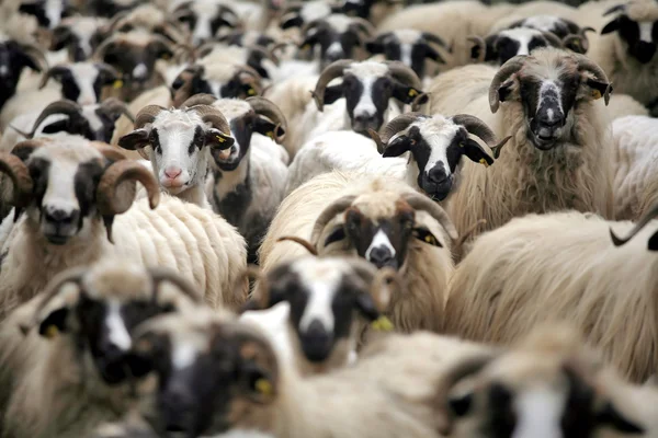 Curious sheep — Stock Photo, Image