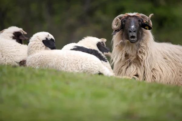 Овцы отдыхают — стоковое фото
