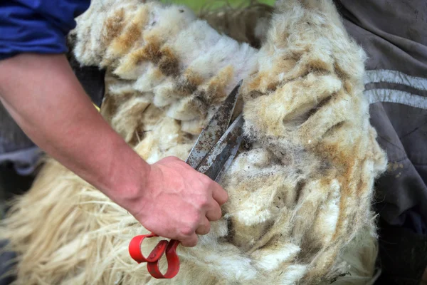 koyun yapağı keserek