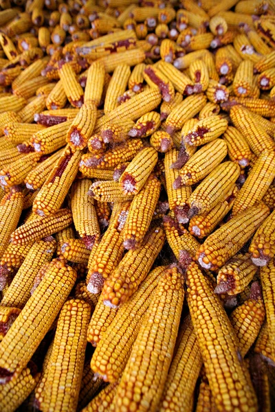 Mısır bir sürü