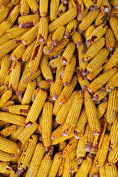 Spousta kukuřice — Stock fotografie