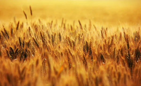 Campo de trigo — Fotografia de Stock