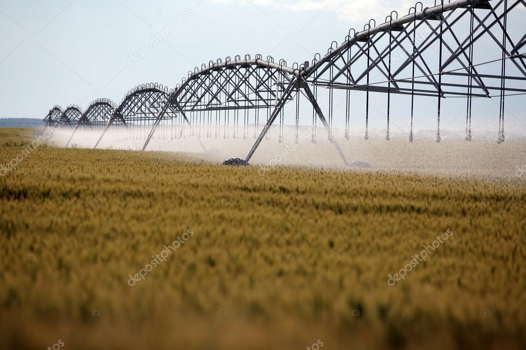 Wheat irrigation