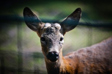 Hayvanat bahçesinde geyik