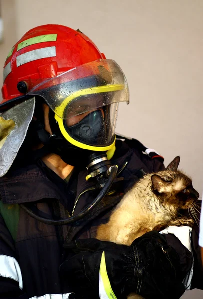 Fire fighter saving cat — Stock Photo, Image