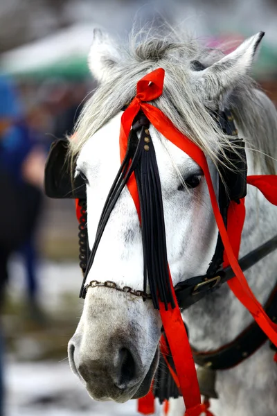 Weißes Pferd, rote Bänder — Stockfoto