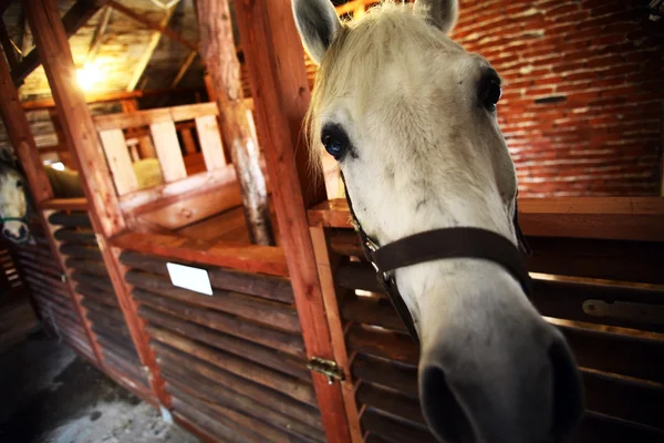 Paard — Stockfoto