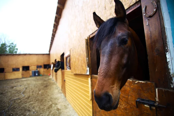 Cavalo — Fotografia de Stock