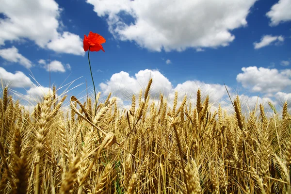 Fiore di grano e papavero — Foto Stock