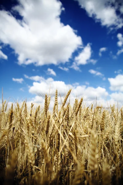 Campo de trigo — Fotografia de Stock