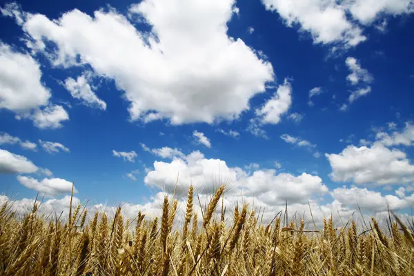 Wheat field — Stock Photo, Image