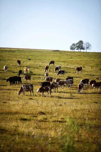 Muitas vacas. — Fotografia de Stock