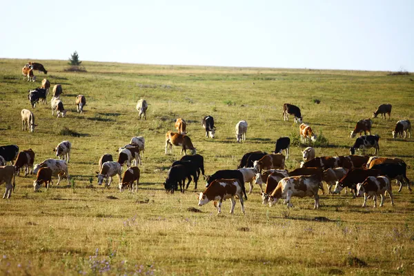 Muchas vacas. — Foto de Stock