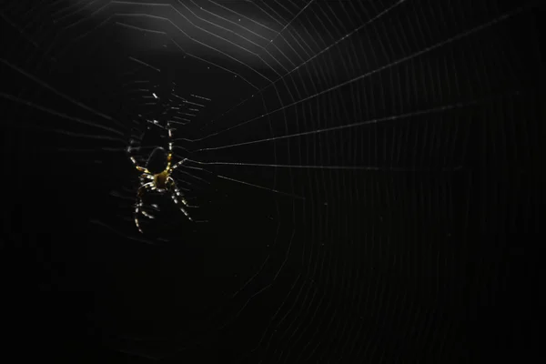 SpiderWeb — Stockfoto