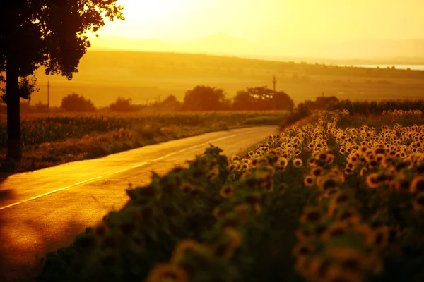 Sun flower sunset