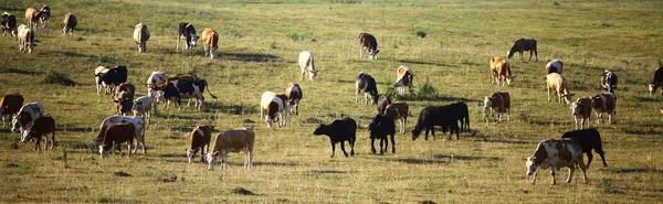 Muitas vacas. — Fotografia de Stock