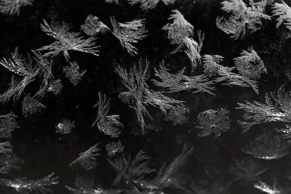 Icy flowers — Stock Photo, Image