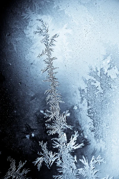 Icy flowers — Stock Photo, Image