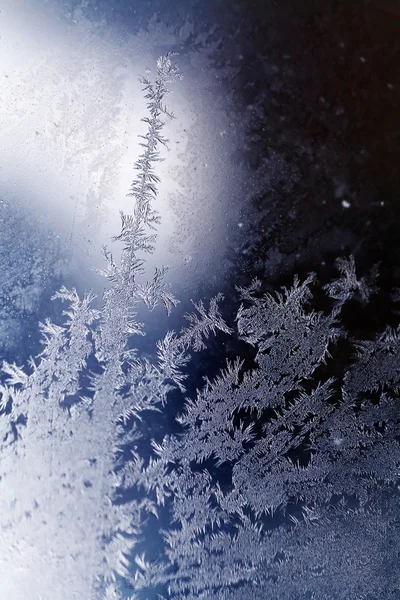 Ледяные цветы — стоковое фото
