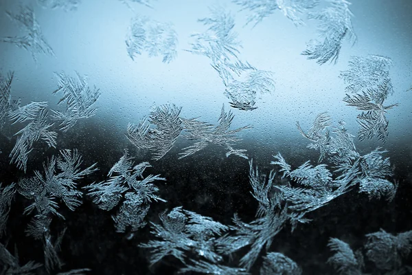 Icy flowers — Stock Photo, Image