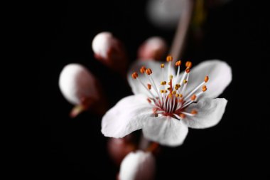 Bahar çiçekleri siyah