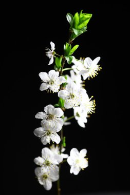 Bahar çiçekleri siyah