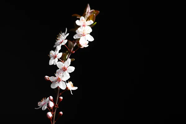Spring flowers on black — Stok Foto