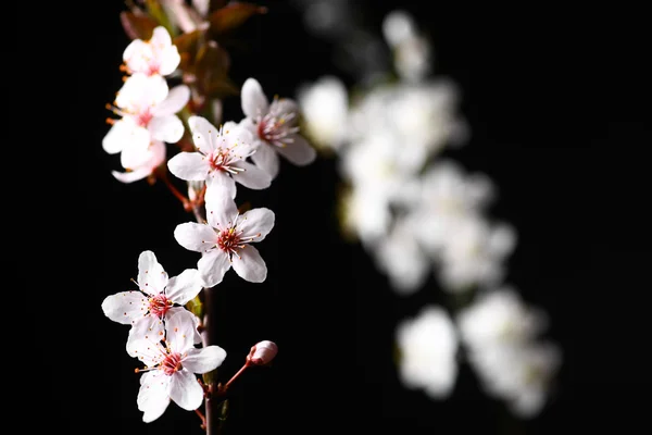 黑色的春天的花朵 — 图库照片