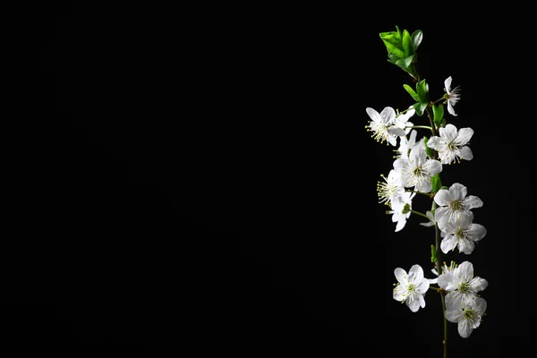 Fleurs printanières sur noir — Photo