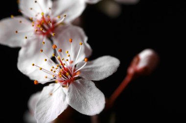 Bahar çiçekleri siyah