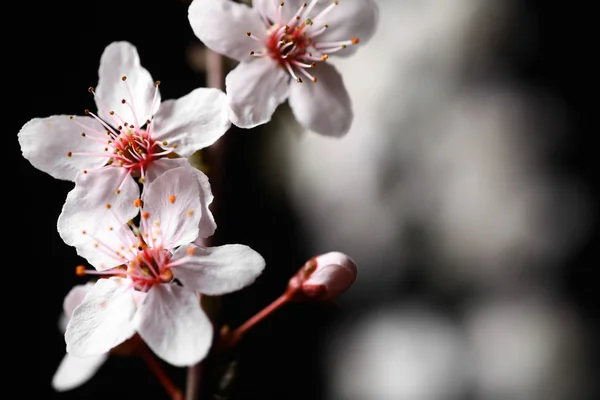 Spring flowers on black — Stok Foto