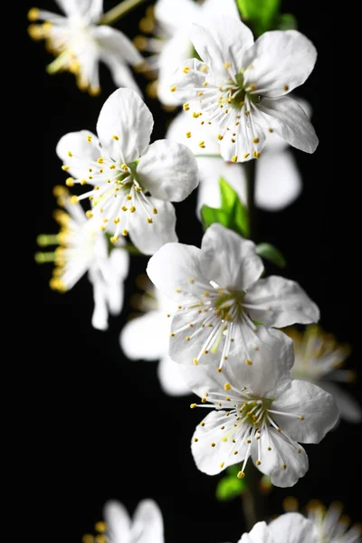 Fleurs printanières sur noir — Photo