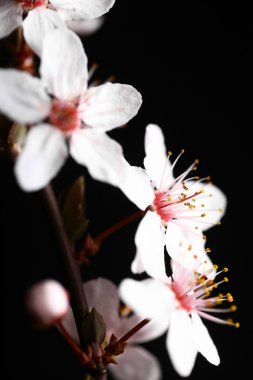 Bahar çiçekleri siyah