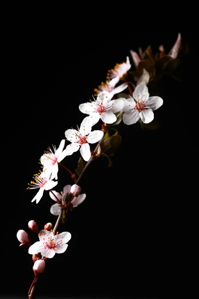 Frühlingsblumen auf schwarz — Stockfoto