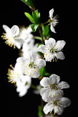 Bahar çiçekleri siyah