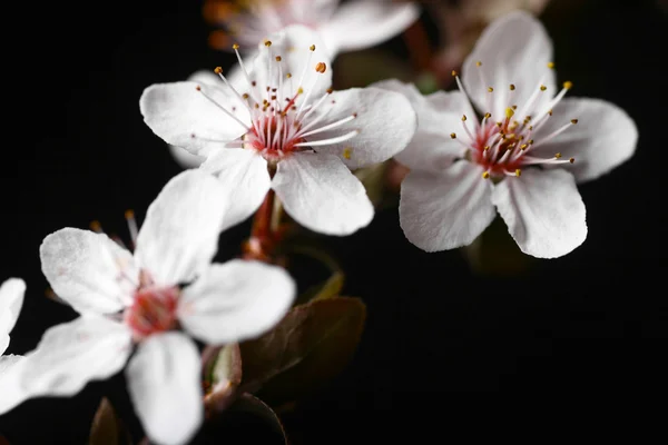 Fleurs printanières sur noir — Photo