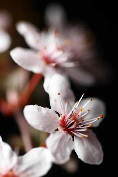 Fleurs printanières sur noir — Photo