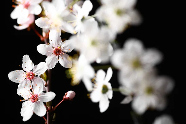 Spring flowers on black — Stok Foto