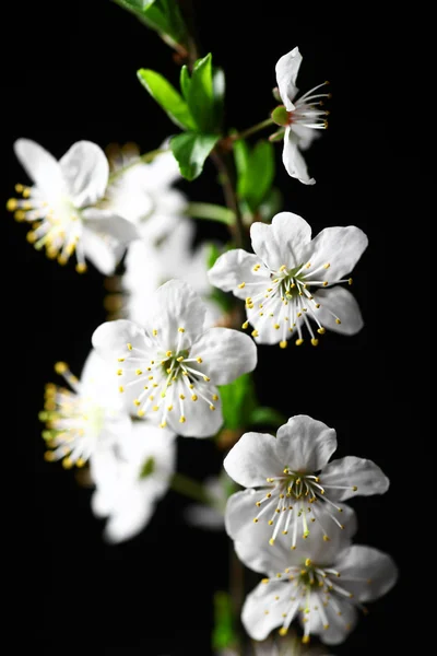 Spring flowers on black — Stock Photo, Image