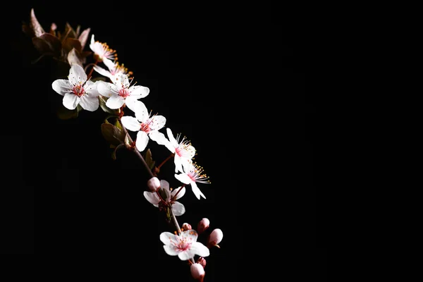 Spring flowers on black — Stock Photo, Image