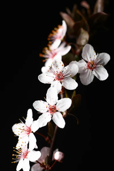 黑色的春天的花朵 — 图库照片