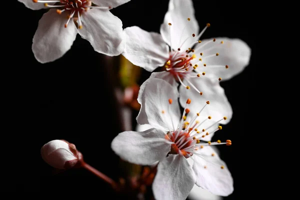 Flores de primavera sobre negro — Foto de Stock