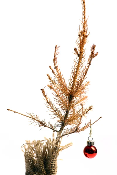 Dead Christmas tree — Stock Photo, Image
