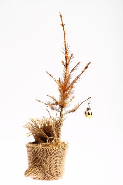 ölü Noel ağacı