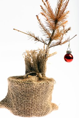 ölü Noel ağacı