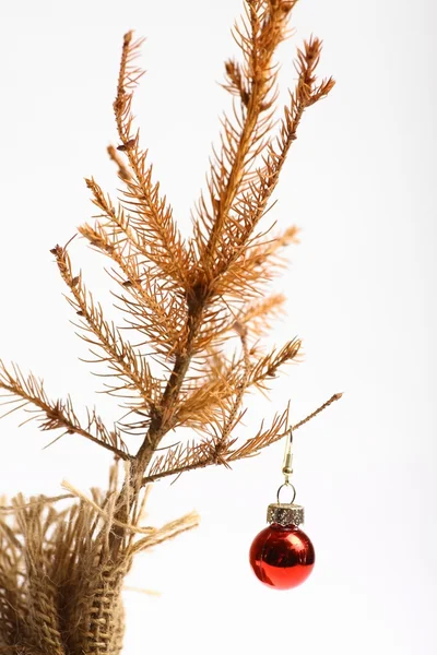 Árbol de Navidad muerto — Foto de Stock